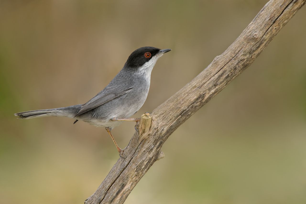 Occhiocotto (Sylvia melanocephala)